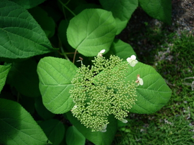 Hydrangea arborescens (Seven Barks)